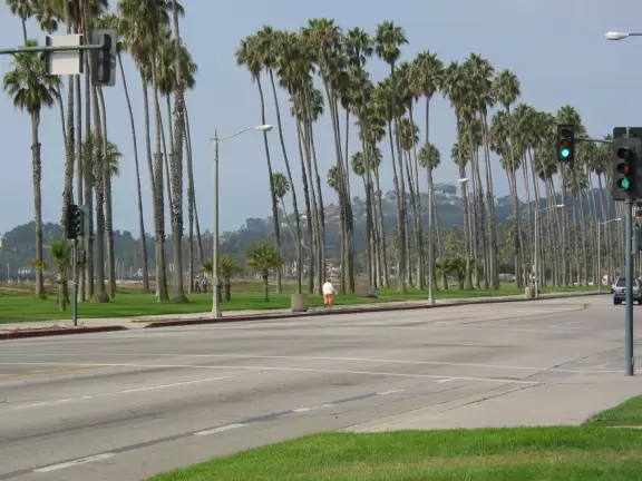 Cabrillo Blvd and its fantastic palms!