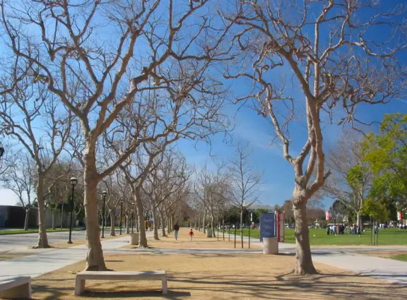 Row of trees, behind the Science Center.