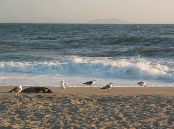 Seagulls brace against the cold wind. Anacapa Island can be seen clearly from shore.