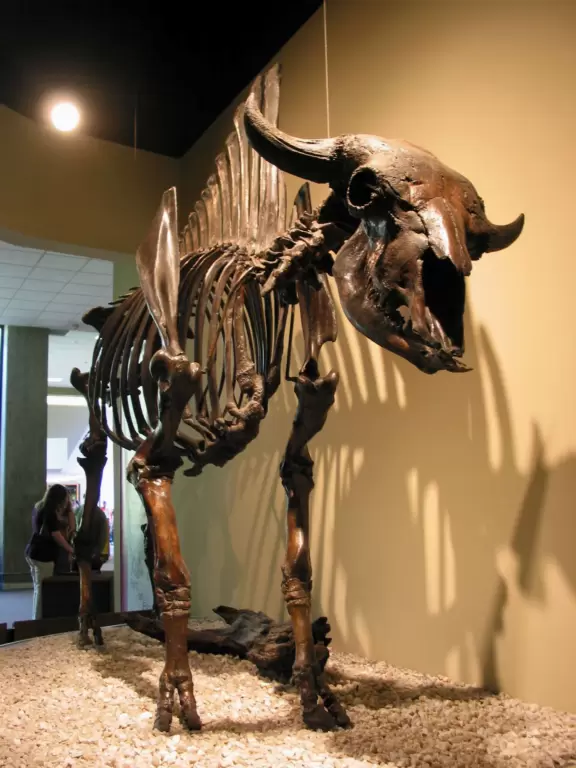 Fossilized bison.
