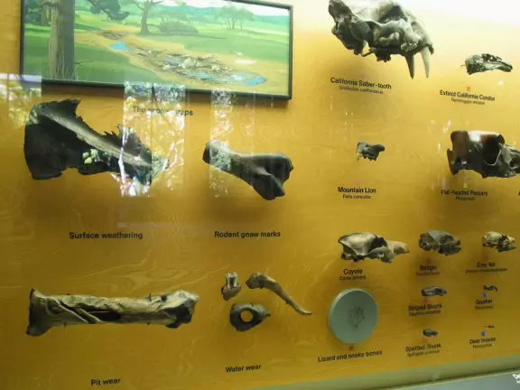 Various finds: coyote skull, badger skull, saber-tooth skull, skunk skull, condor skull etc