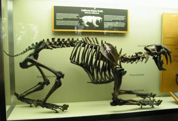 California saber-tooth bones.