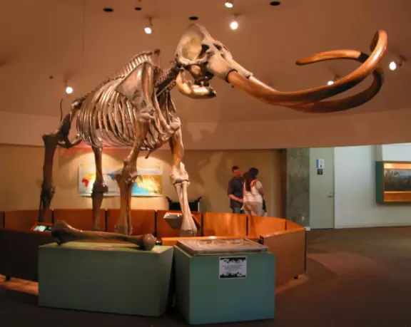 Huge mastodon skeleton.