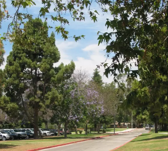 Purple trees in the Summer at Camino Real Park. 