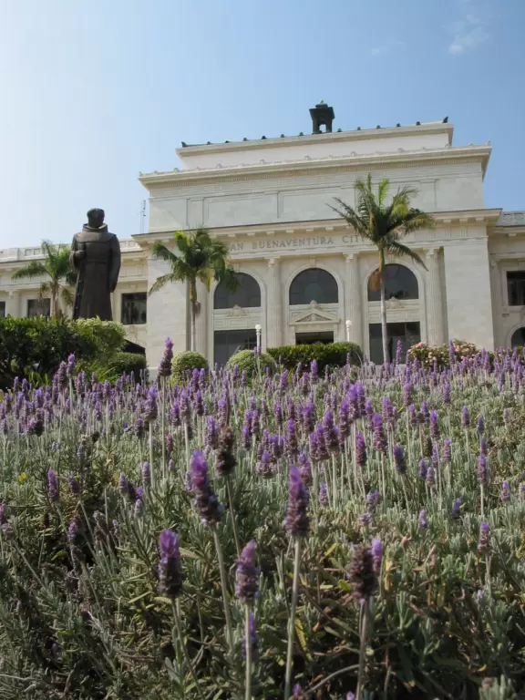Lavender in front of Ventura's City Hall.