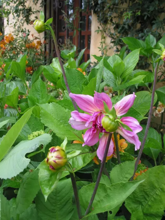 Flowers in the front courtyard.