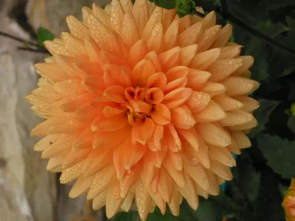 Giant dahlia in the school gardens.