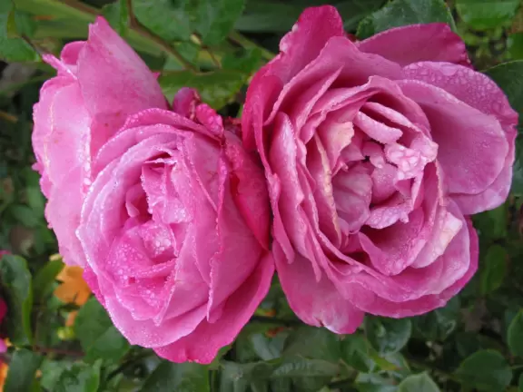 What precious roses!