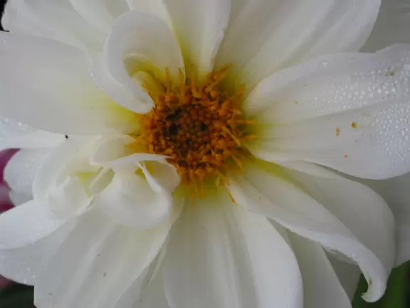 Stop and enjoy the incredible huge flowers!