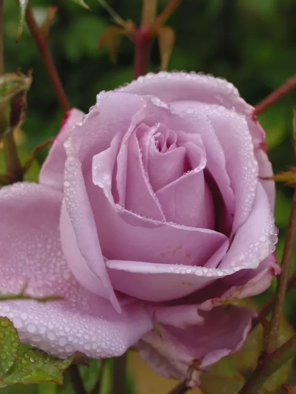 Lilac rose.