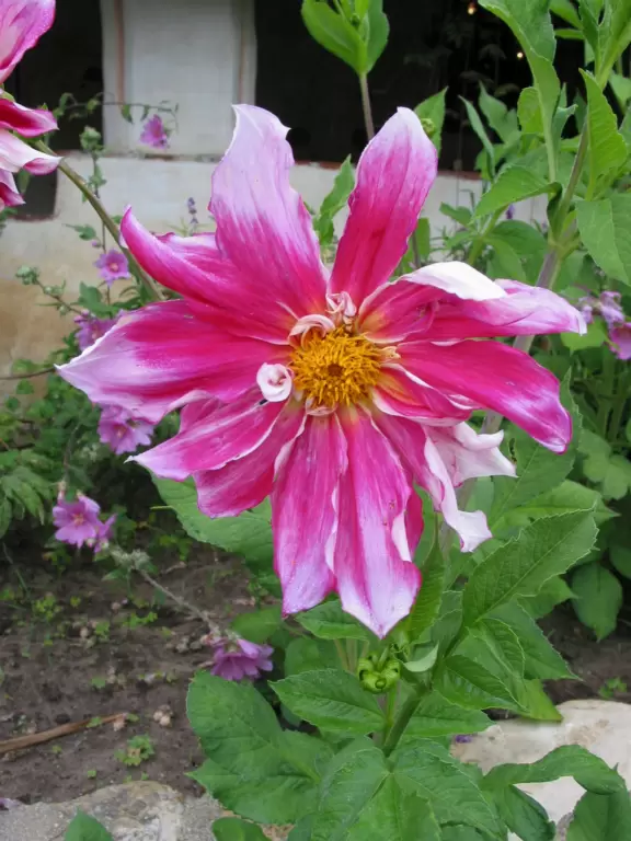 Some flowers look almost tie-dyed!
