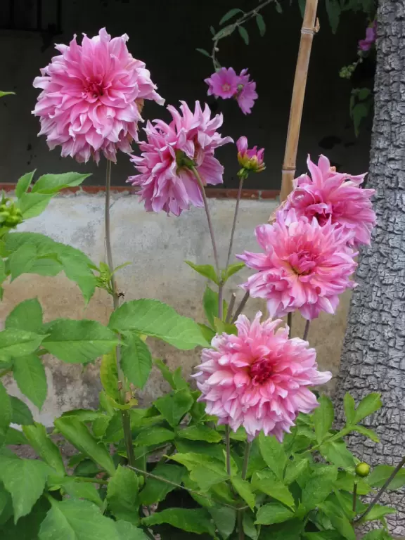 Dahlias in the school gardens.