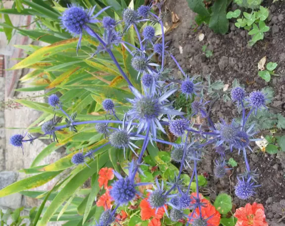 Amazing blue flowers.