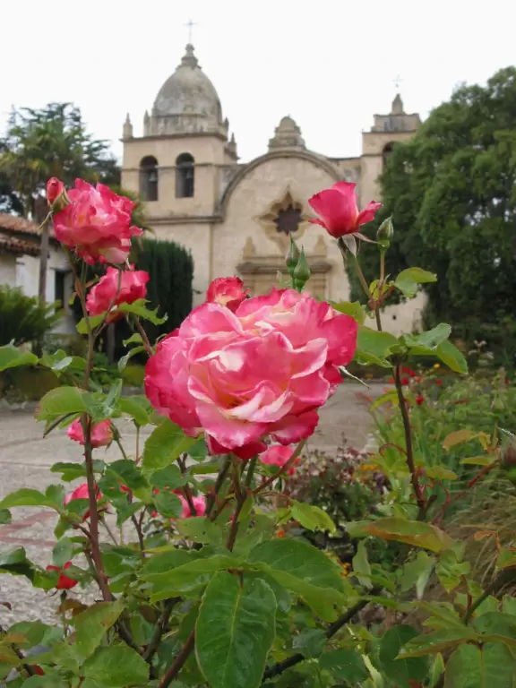 Rose, with mission in background.