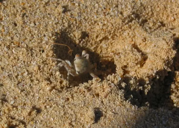 A sandcrab at Lanikai Beach!