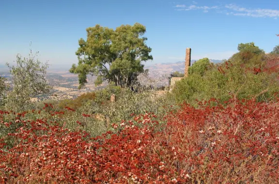Tree and castle in the distance. What wonderful colors!