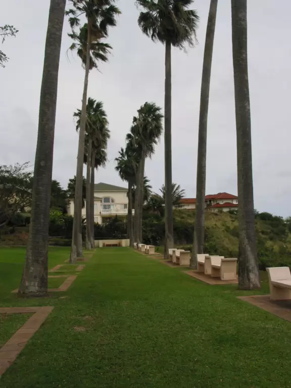 The row of palms.