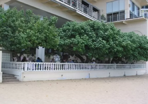 The Hau Tree Lanai- what a pretty tree!