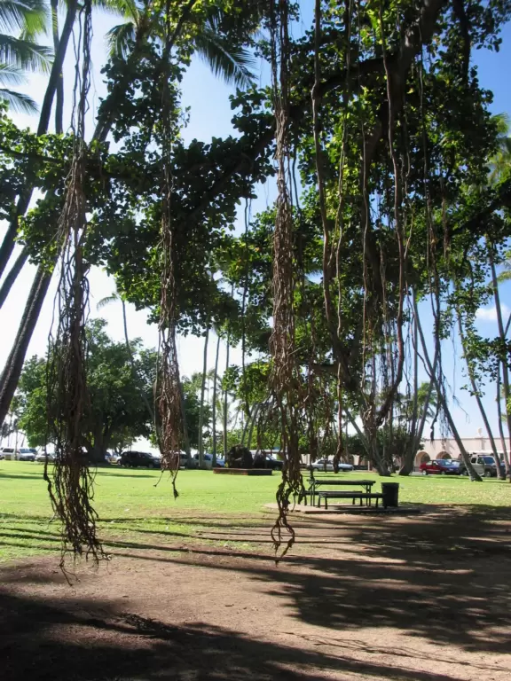 The amazing Banyan tree vines that you can swing on!