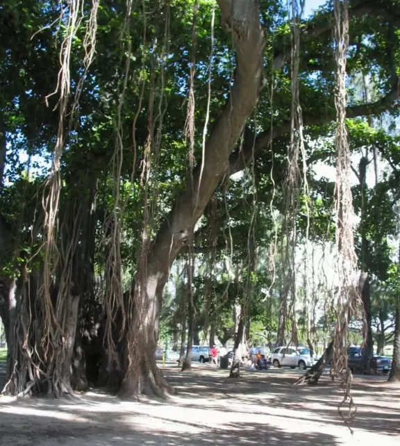 The Banyan tree by Hau Tree Beach.