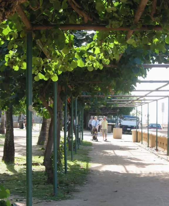 The vine-covered walkway between Hau Tree Beach and the natatorium.