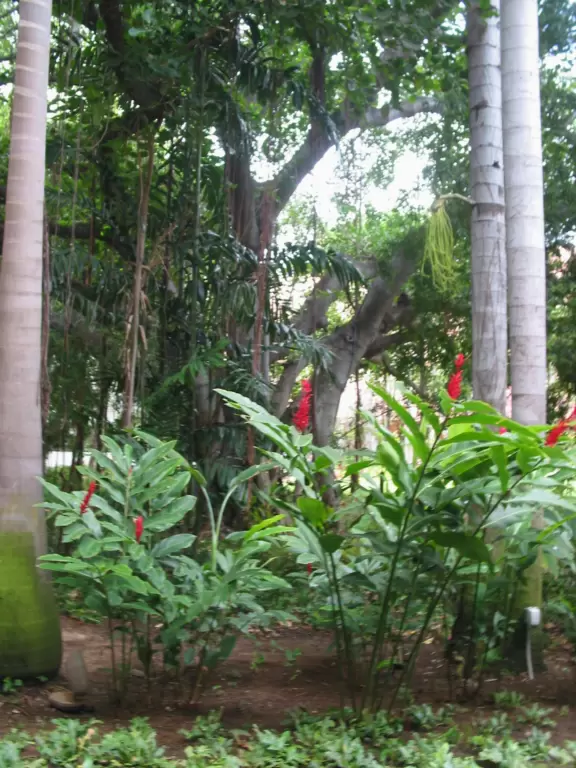 The exquisitely lush gardens outside the windows of the Cheesecake Factory, in Royal Hawaiian Shopping Center. 