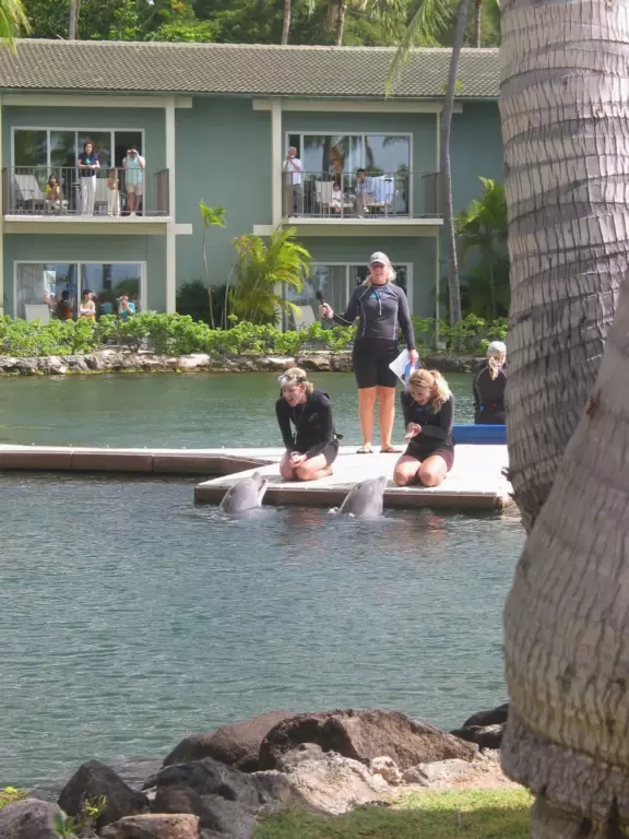 Dolphin Show at Kahala Resort- a free attraction!