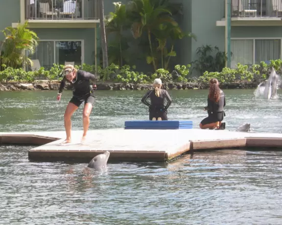The lagoon and dolphin show at Kahala Resort.