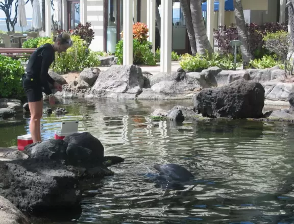 A trainer feeds the dolphins, who are so cute when they look you in the eye.