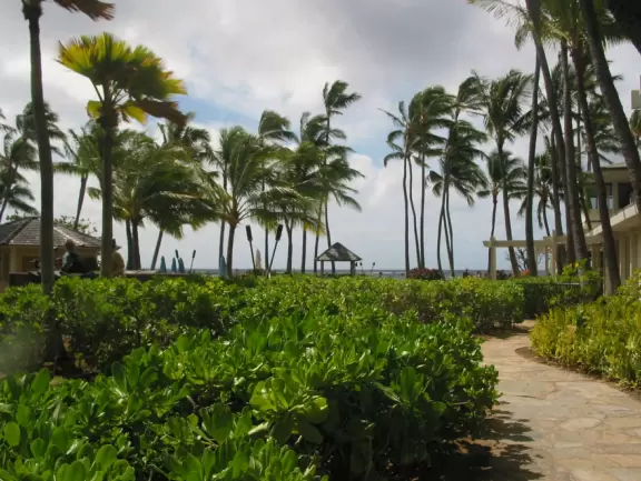 The many happy palms at Kahala Resort.