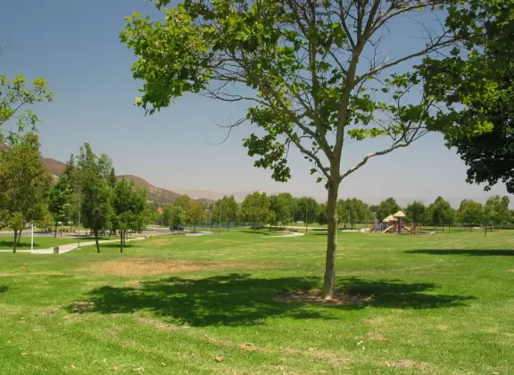 Lawn and trees.