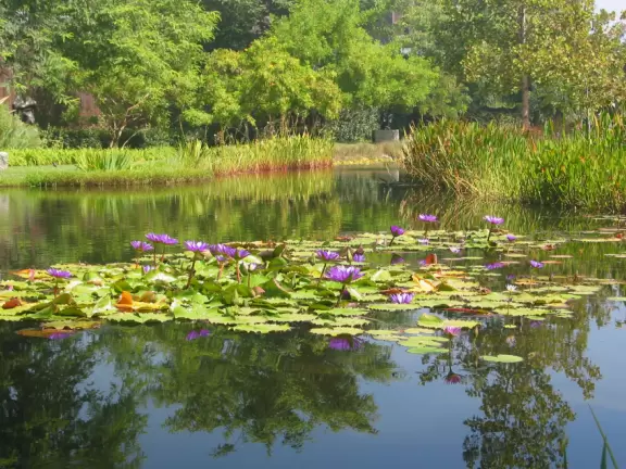 The lily pond and sculpture garden outside the Norton Simon Museum.