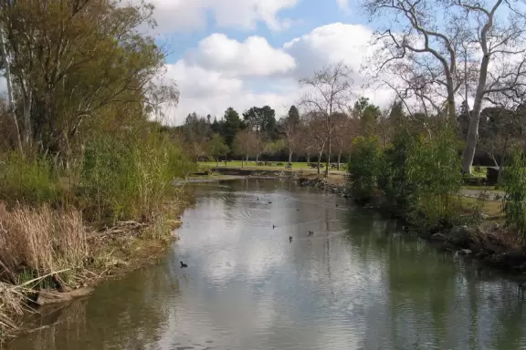 Ducks on the creek at Vasona Lake Park.