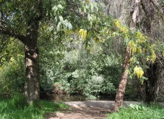 Idyllic creek setting beside the Los Gatos Creek Trail.