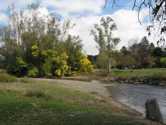 Sandy creek bed and yellow trees at Vasona Lake Park.