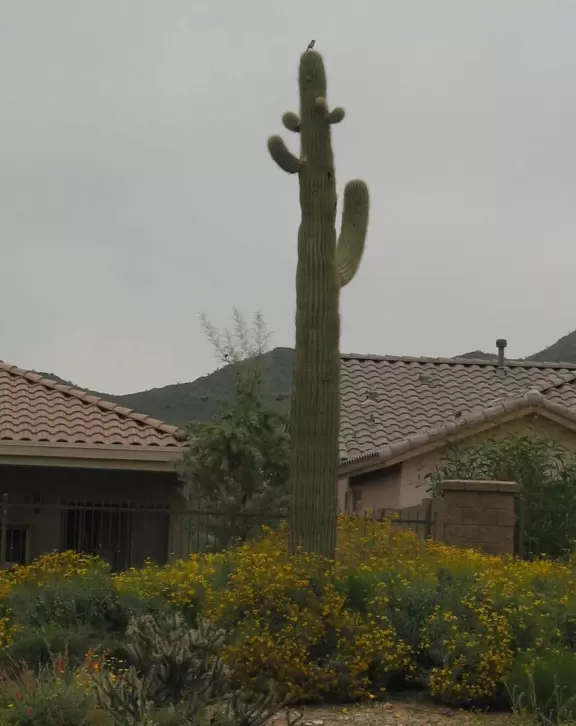 A saguaro cactus with woodpecker pirched atop.