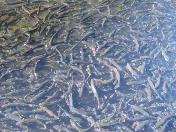 Trout at the fish hatchery.