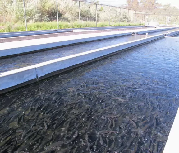 Trout galore.