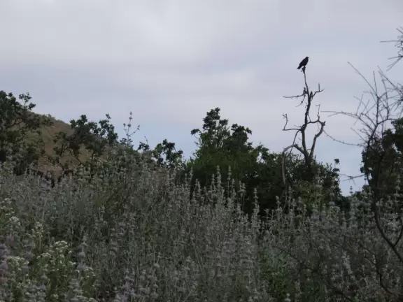 Bird in a tree. Serenity.