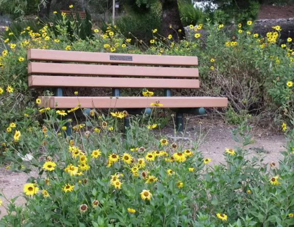 Bench amongst yellow flowers.