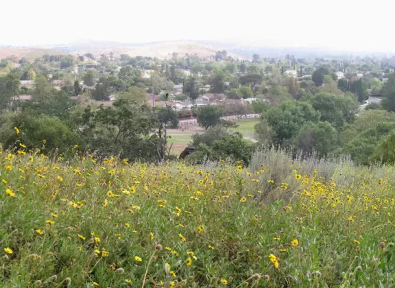 Wildflowers and views.
