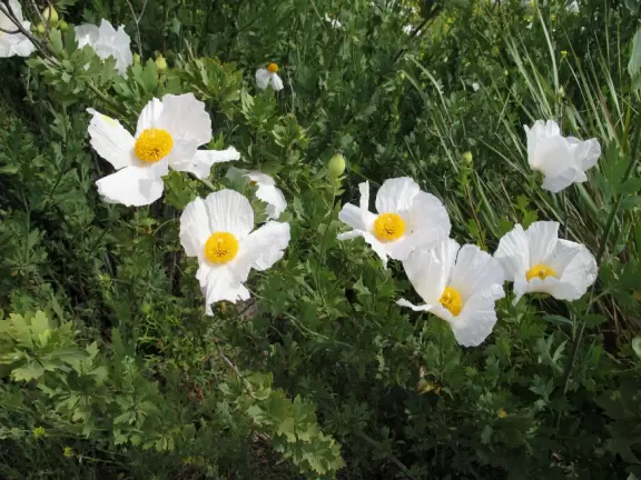 Matilija poppies are so delicate-looking.