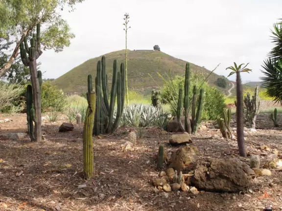 Golden light hits the cactus garden.