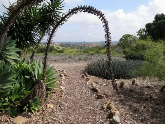 Cactus flower forming an arch over the path!