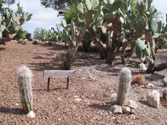 These cacti look fuzzy but don't be fooled!