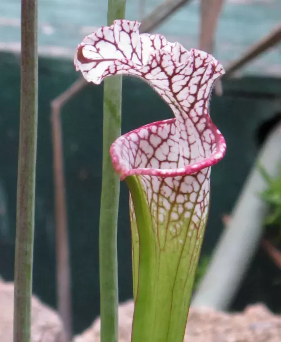 Sweet pitcher plant in the kid's garden.