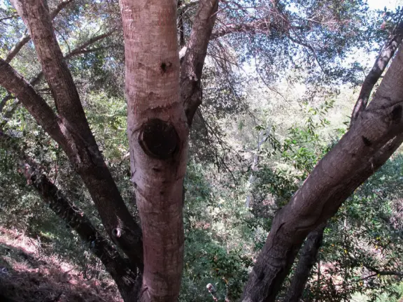 View of forest from the back patio.