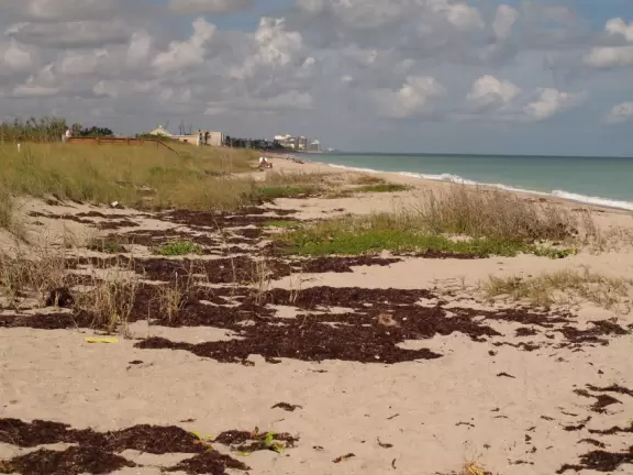 Sea oats and seaweed.
