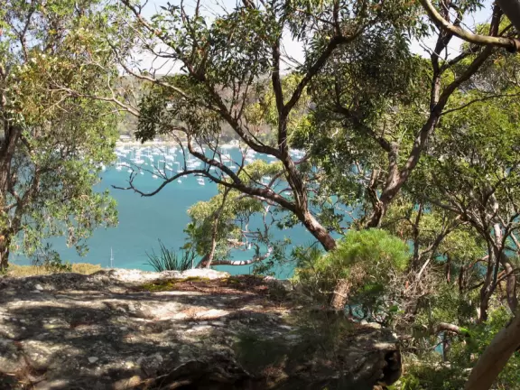 Peak through the branches at the sailboats way below.