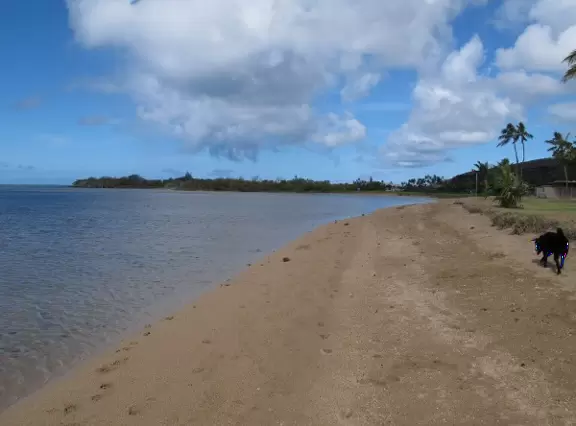 A dog enjoying a fine morning at Kuliouou Park.